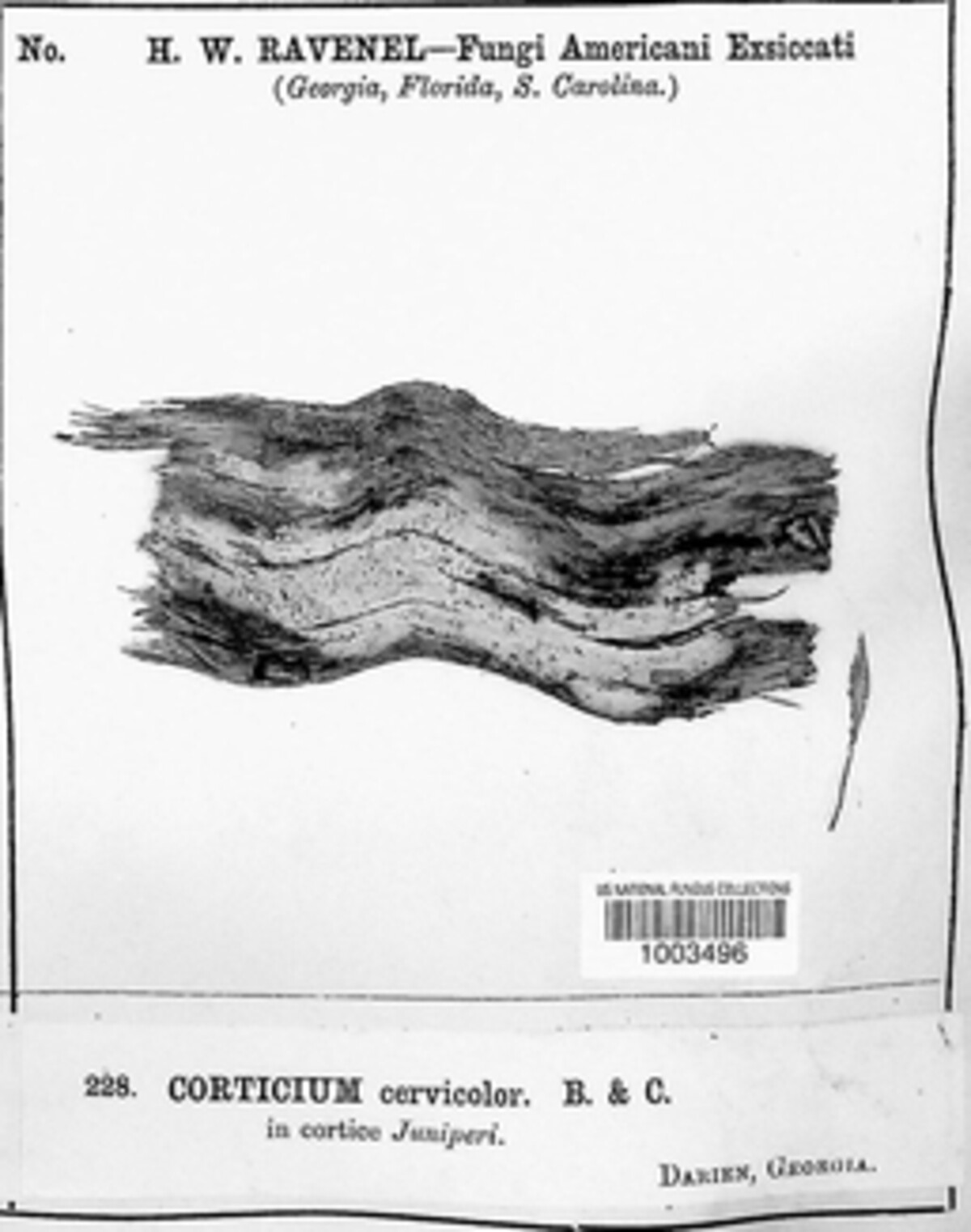 Asterostroma image